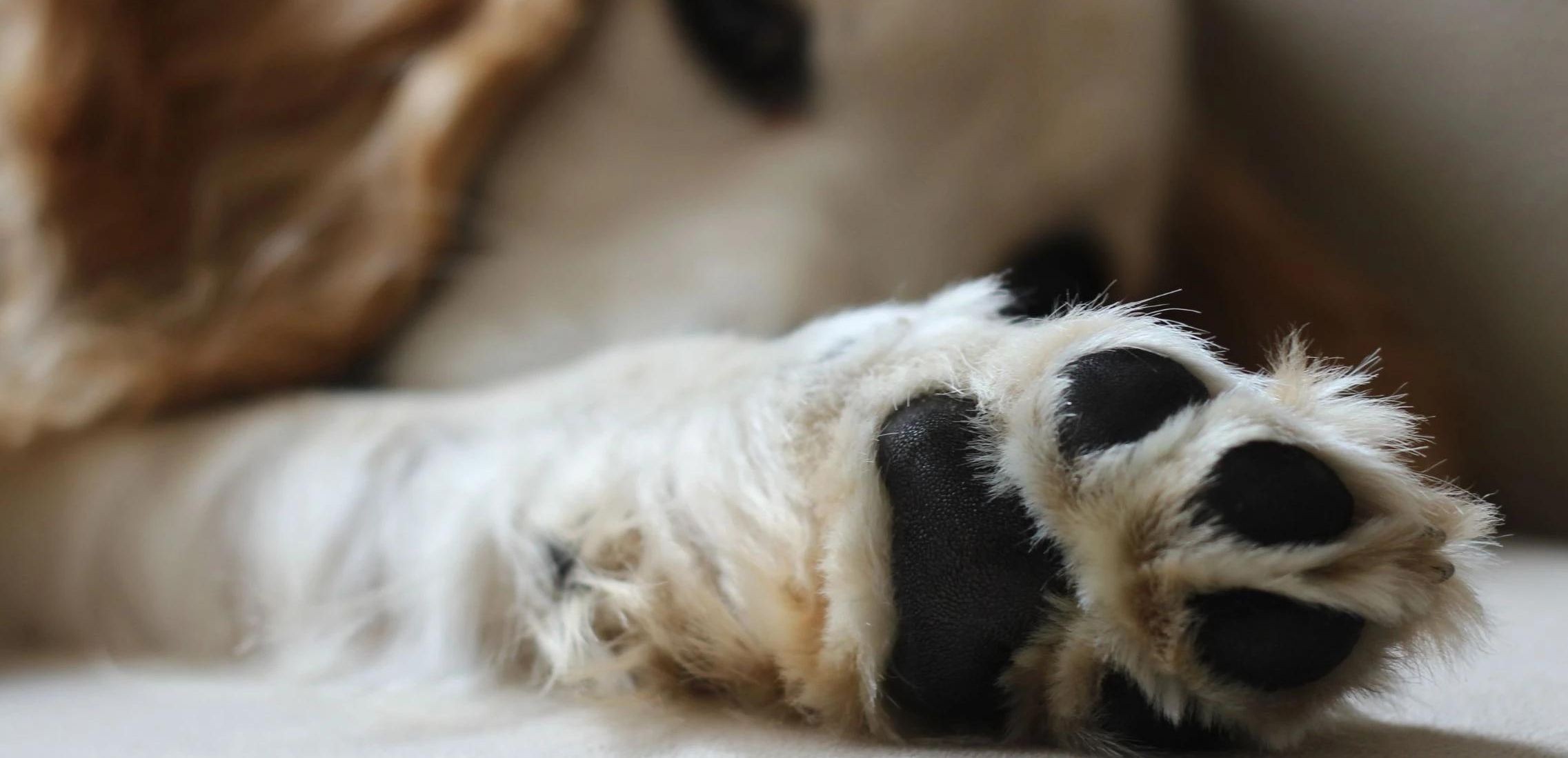 Close-up of labrador dog paw