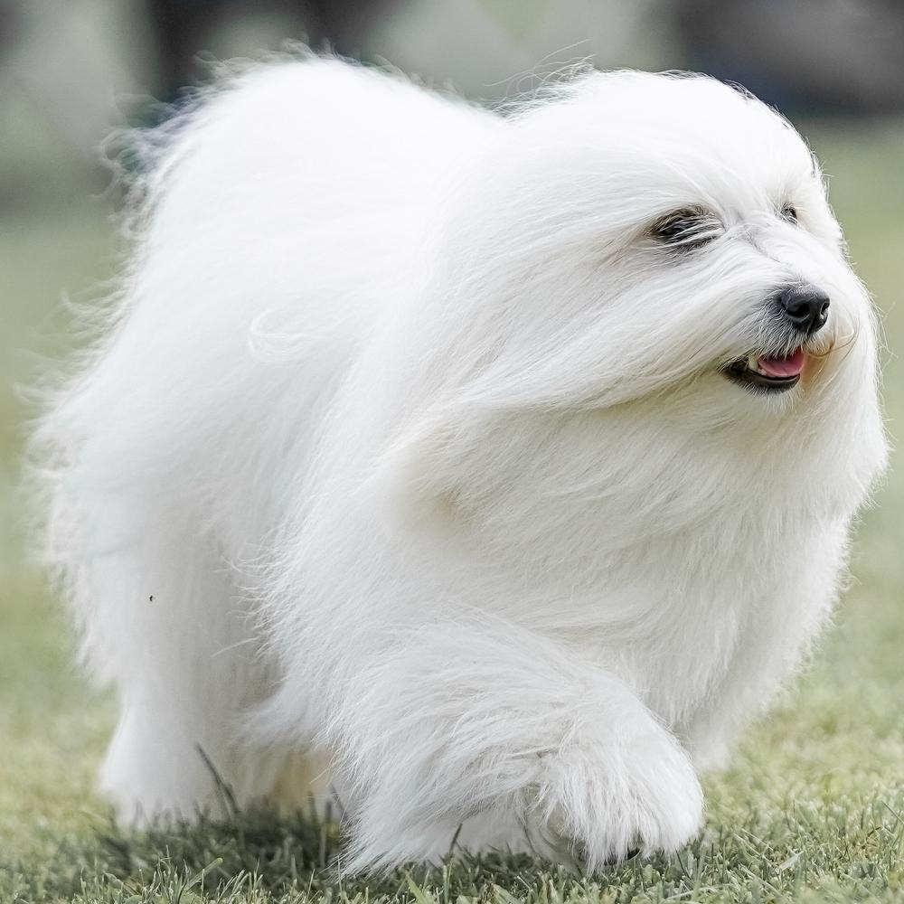 Coton de Tulear dog