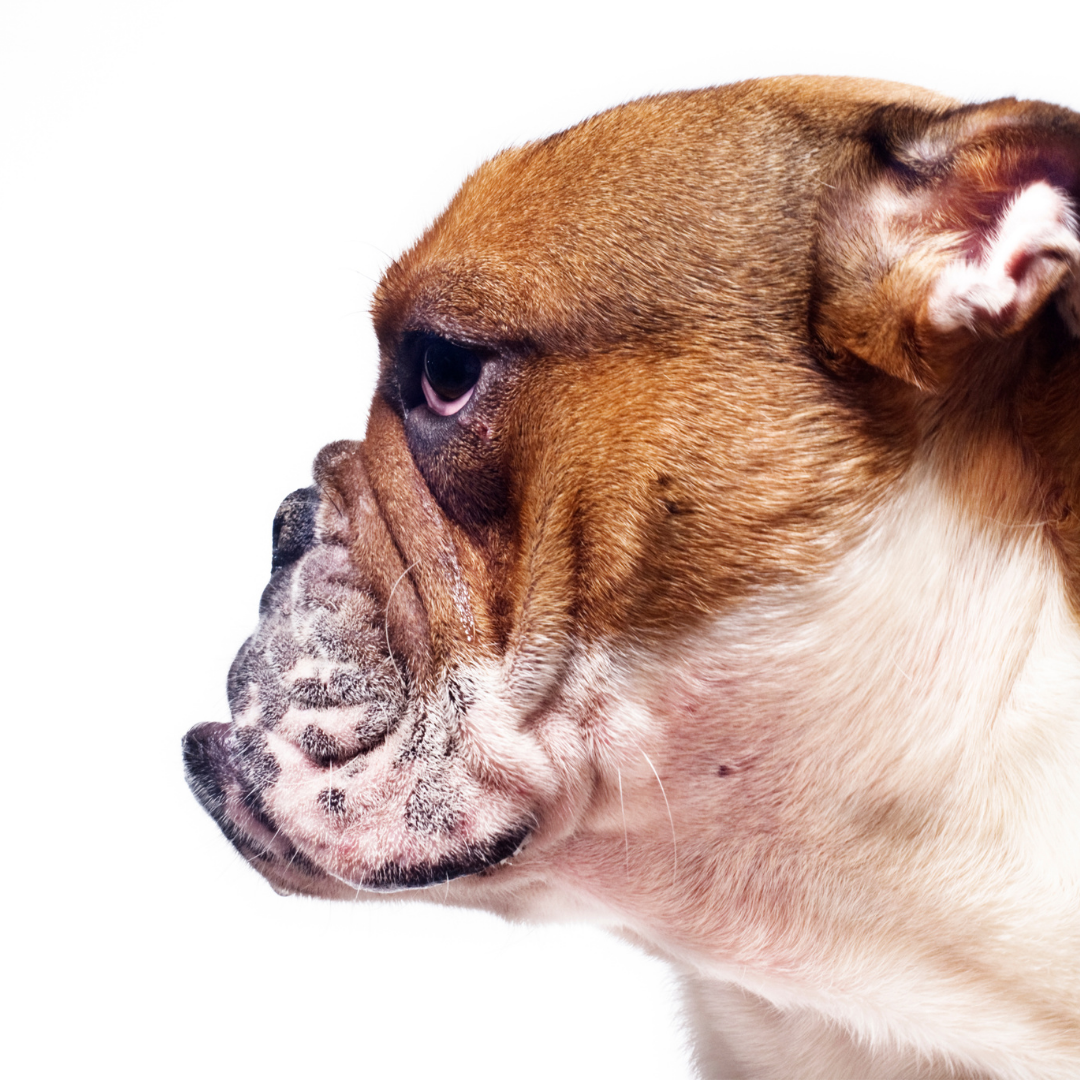 Sideview of a Bulldog's face