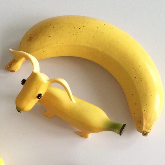 Photo inspiration: Fresh Look at Can Dogs Eat Bananas Are Bananas Good Or Bad For