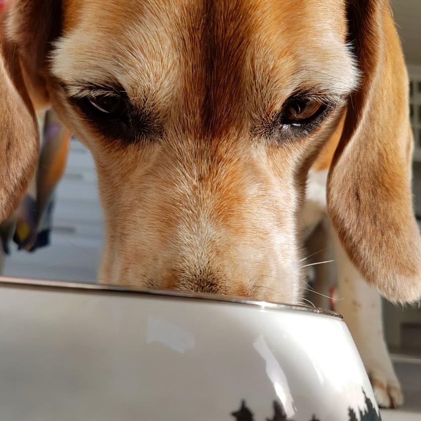 Tips to Prevent Car Sickness in Dogs 4Knines®