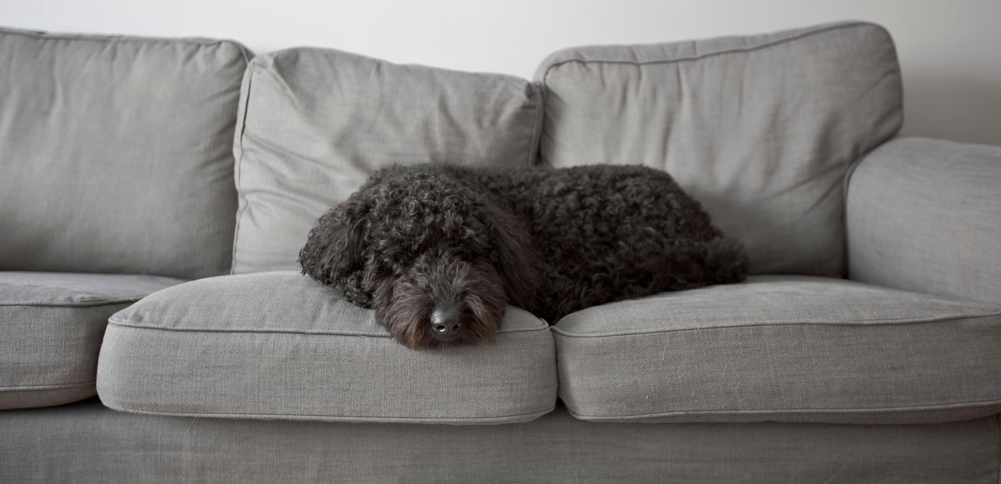 How to Protect Your Couch From Dog Pee Potty Buddy Potty Buddy™