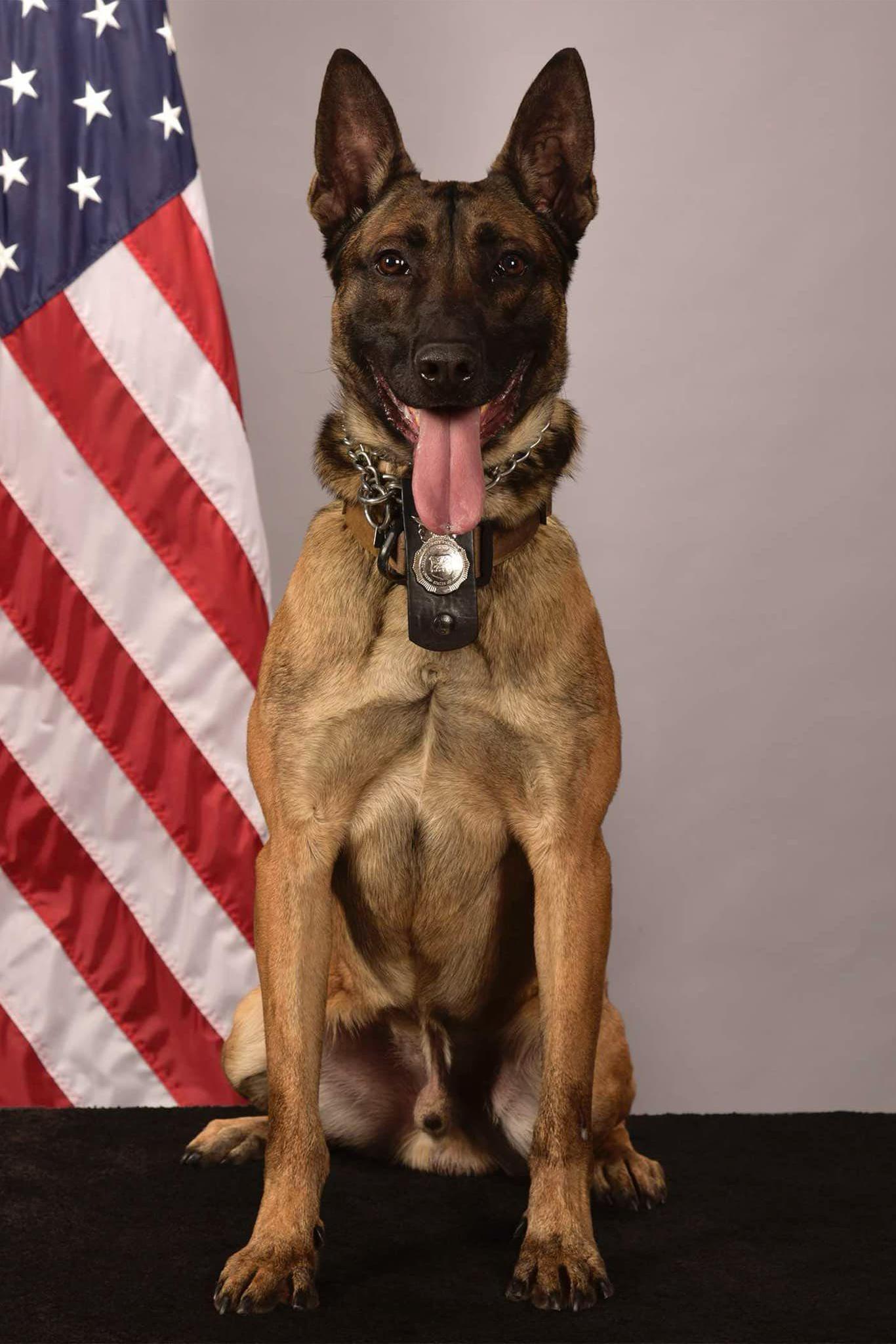 k9 jagger