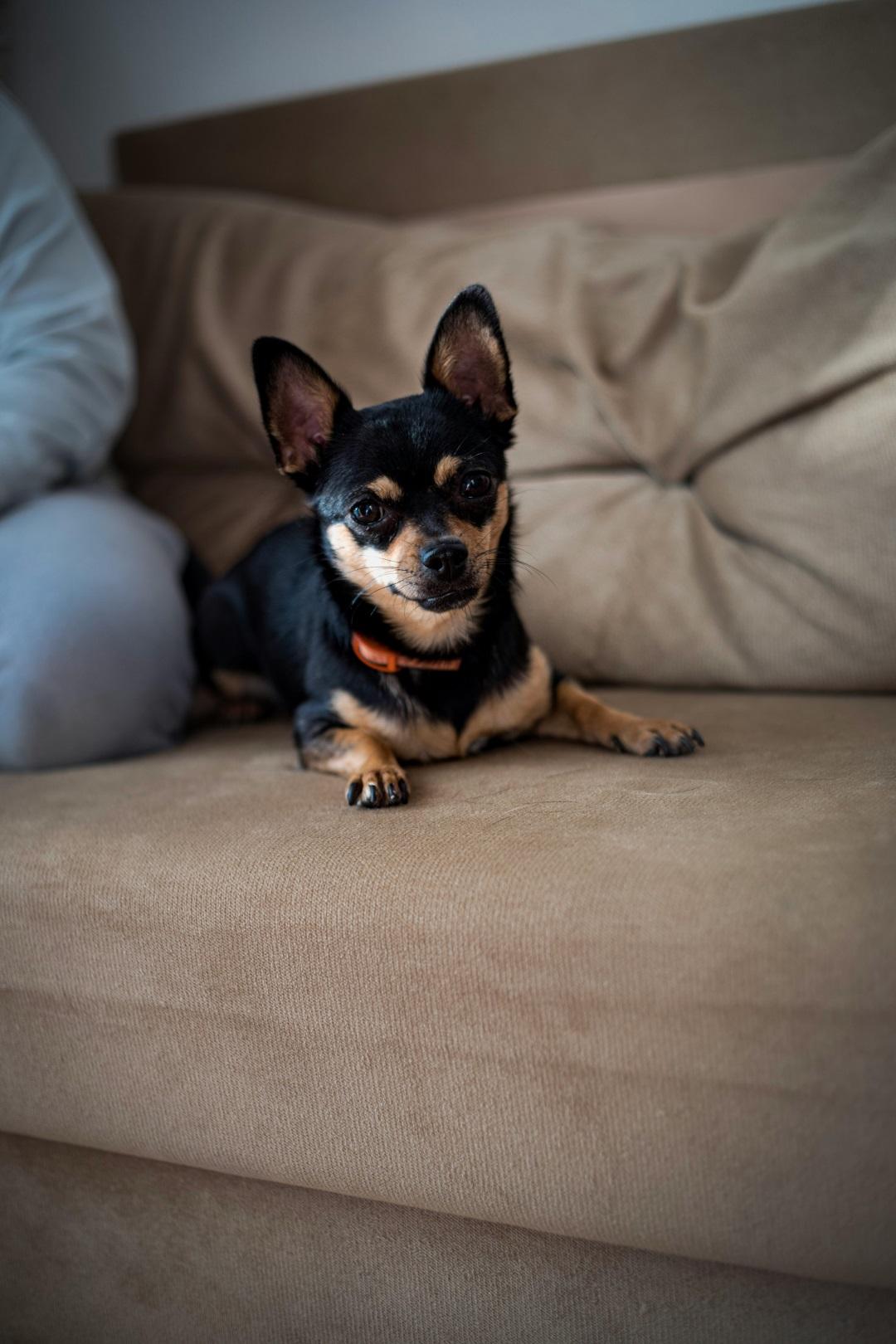 Chihuahua Puppy on sofa