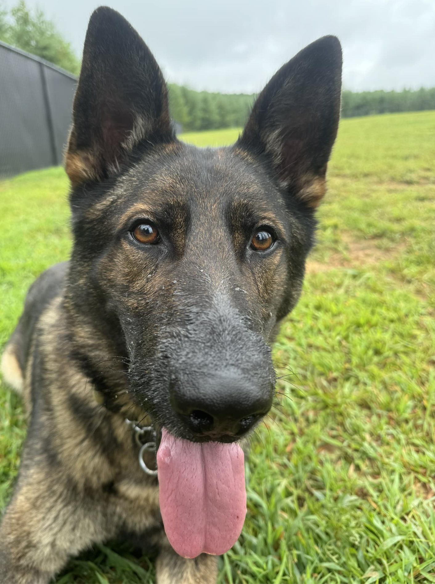 k9 bak in the playyard