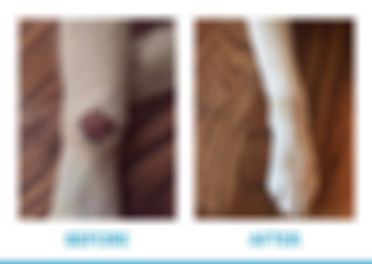 Picture of The Healthier, More Natural Way to Relieve Your Dog's Allergies