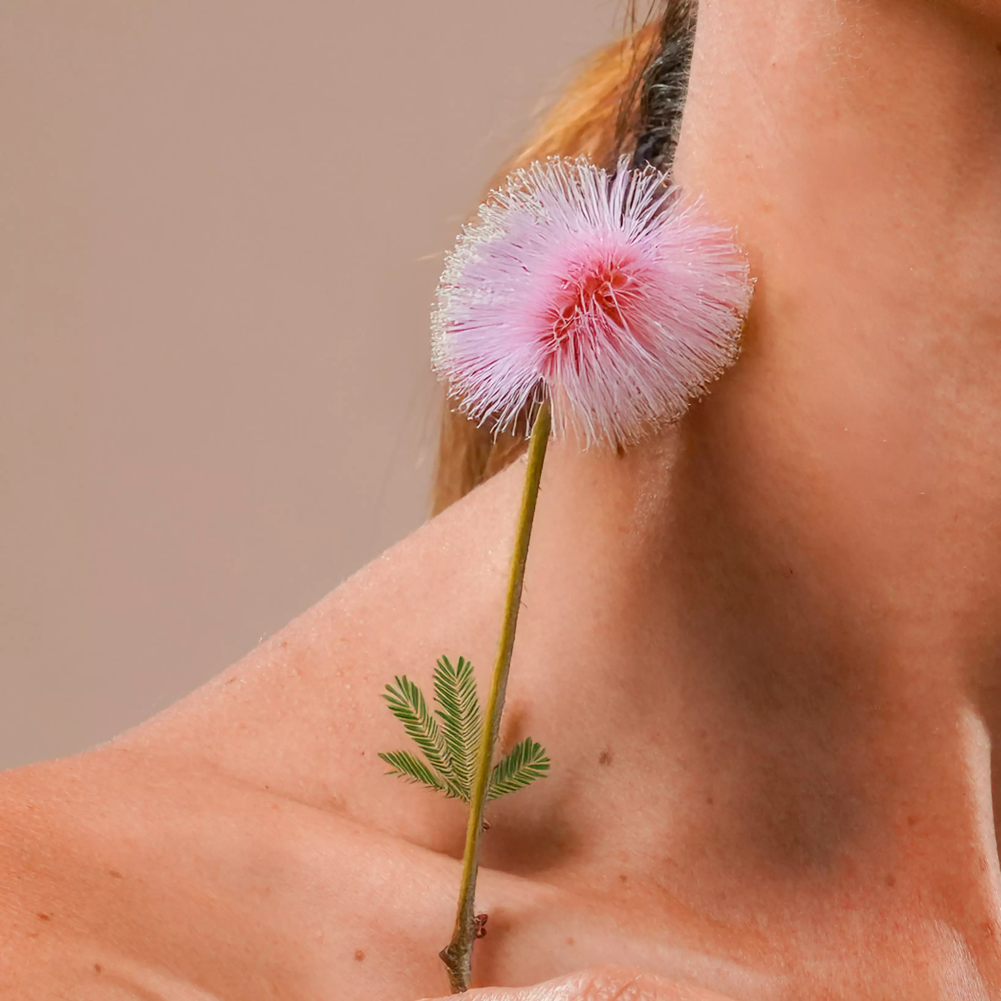 A woman holding a pink color mimosa pudica flower, near her neck 1