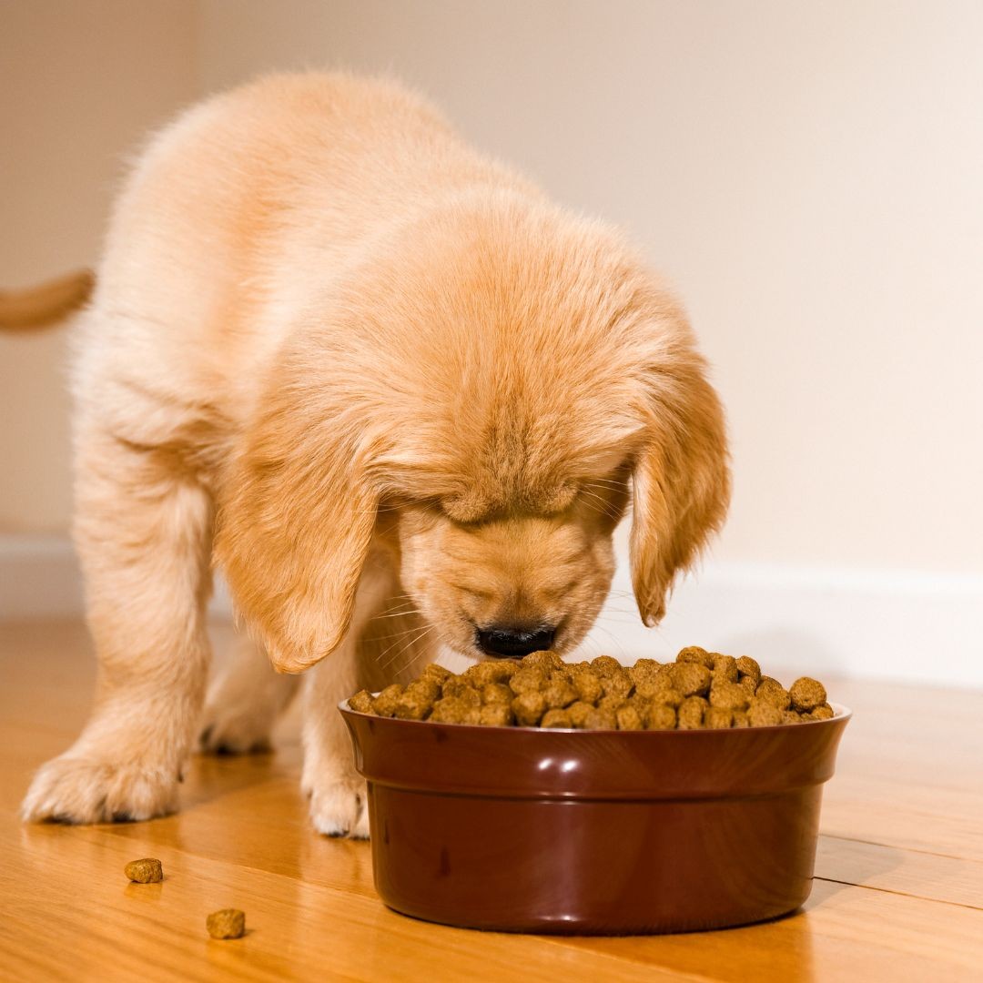 Puppy eating food