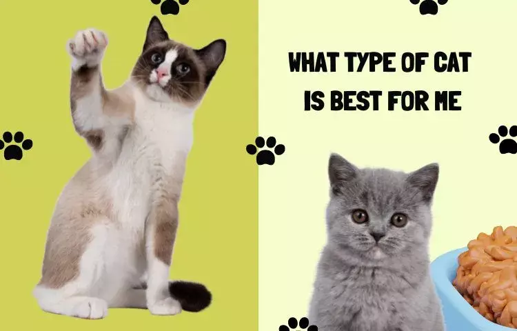 what type of cat is best for me