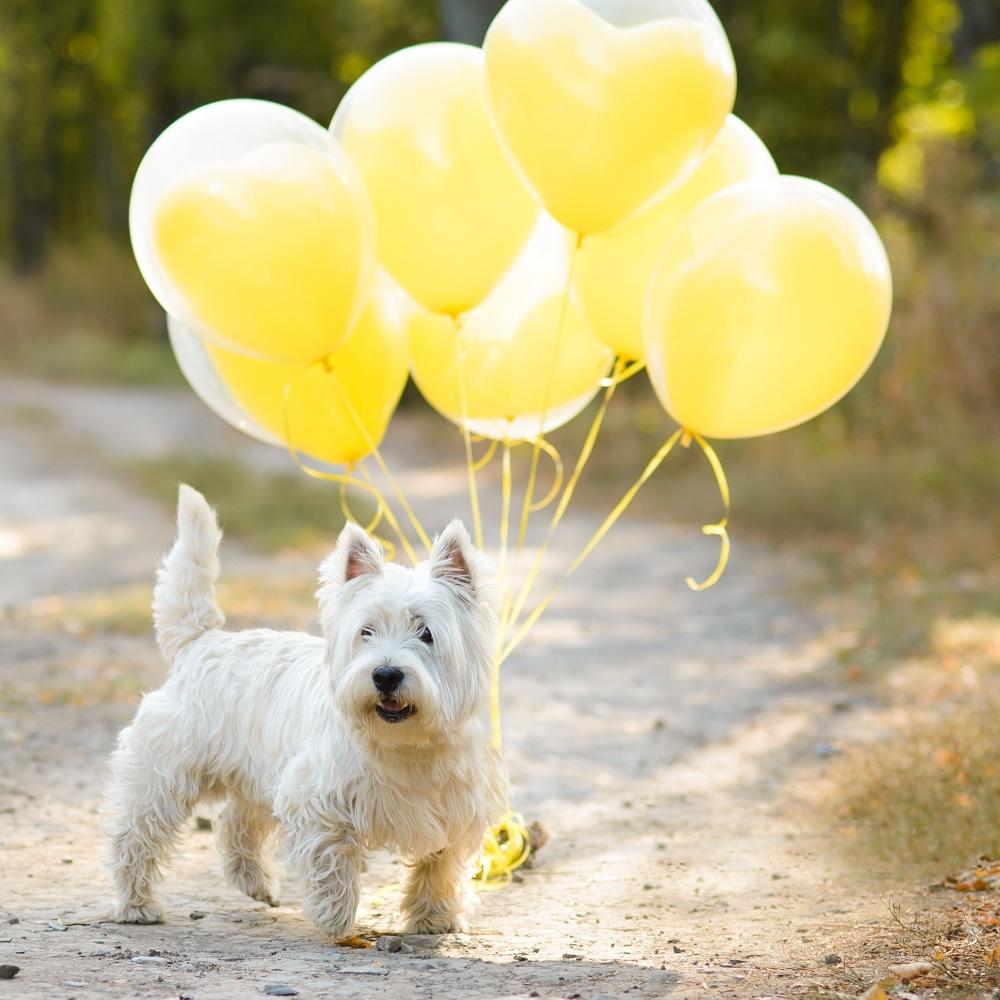 West Highland White Terrier Dog