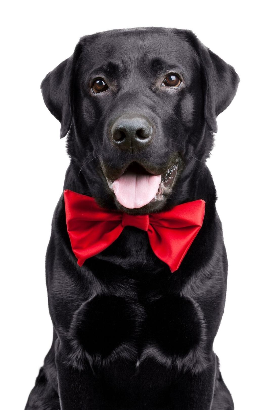 black dog with a bow tie
