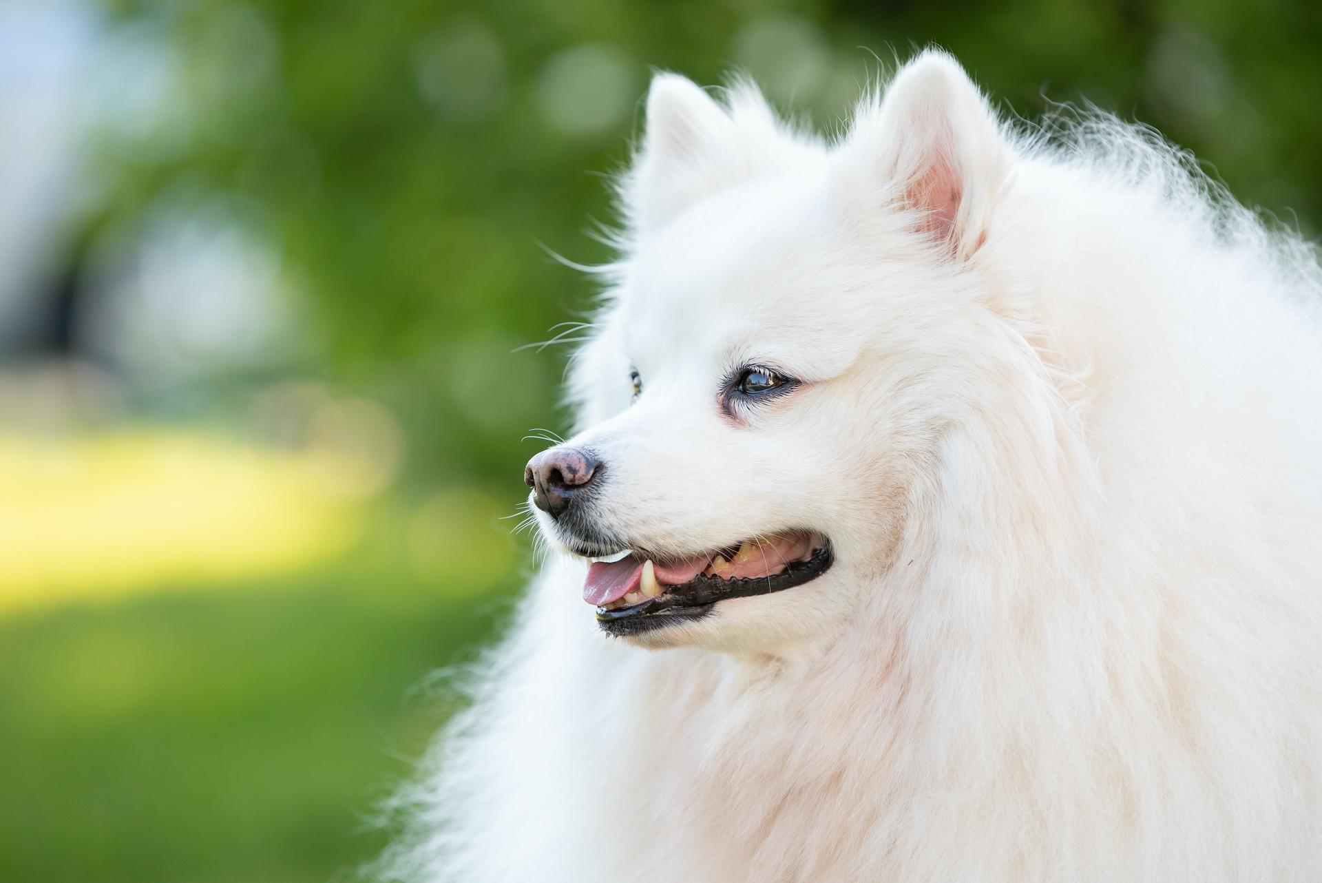 American Eskimo Dog