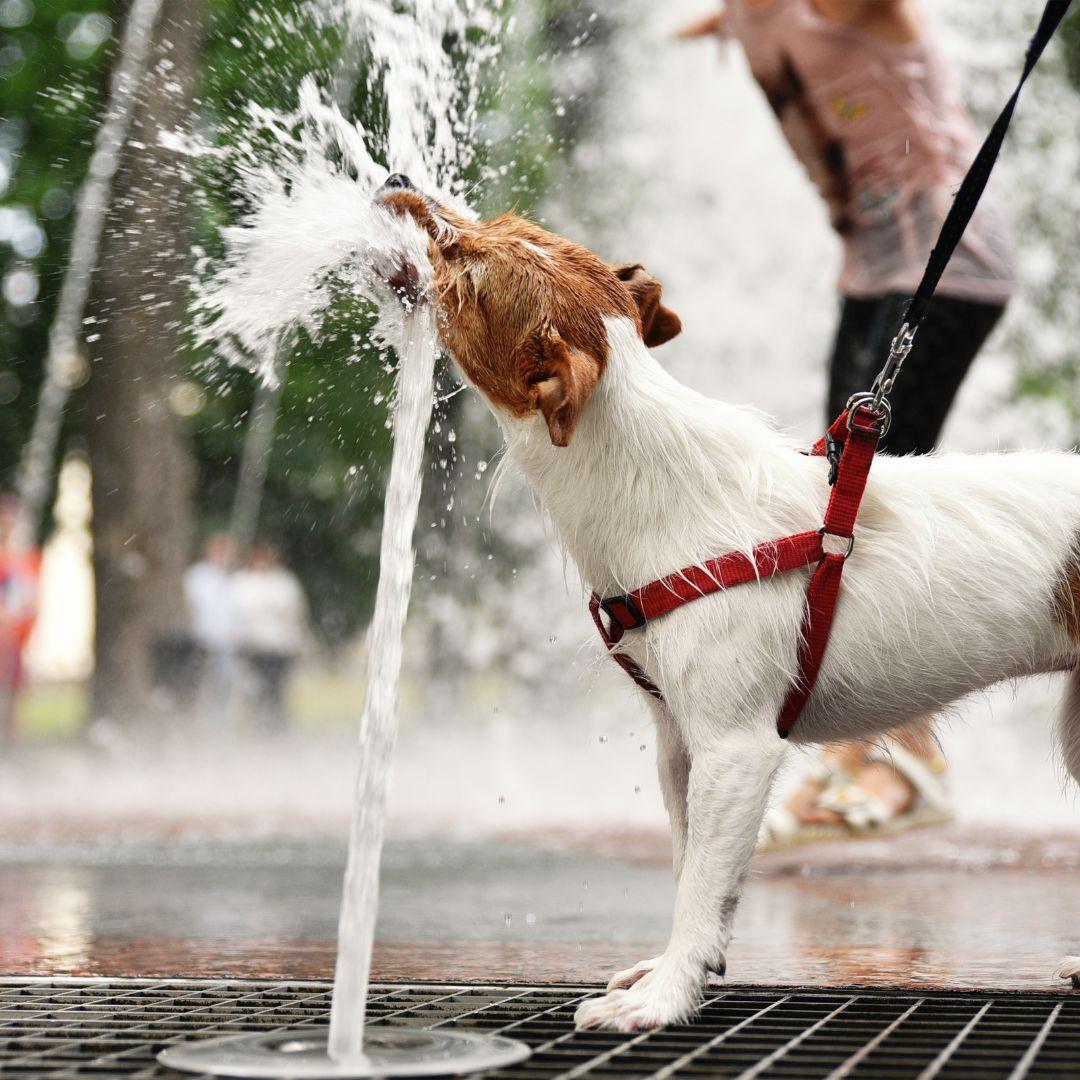 Jack Russell in water fountain