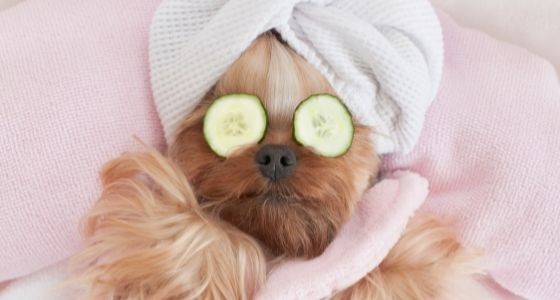A dog enjoying pampered, with cucumbers on its eyes