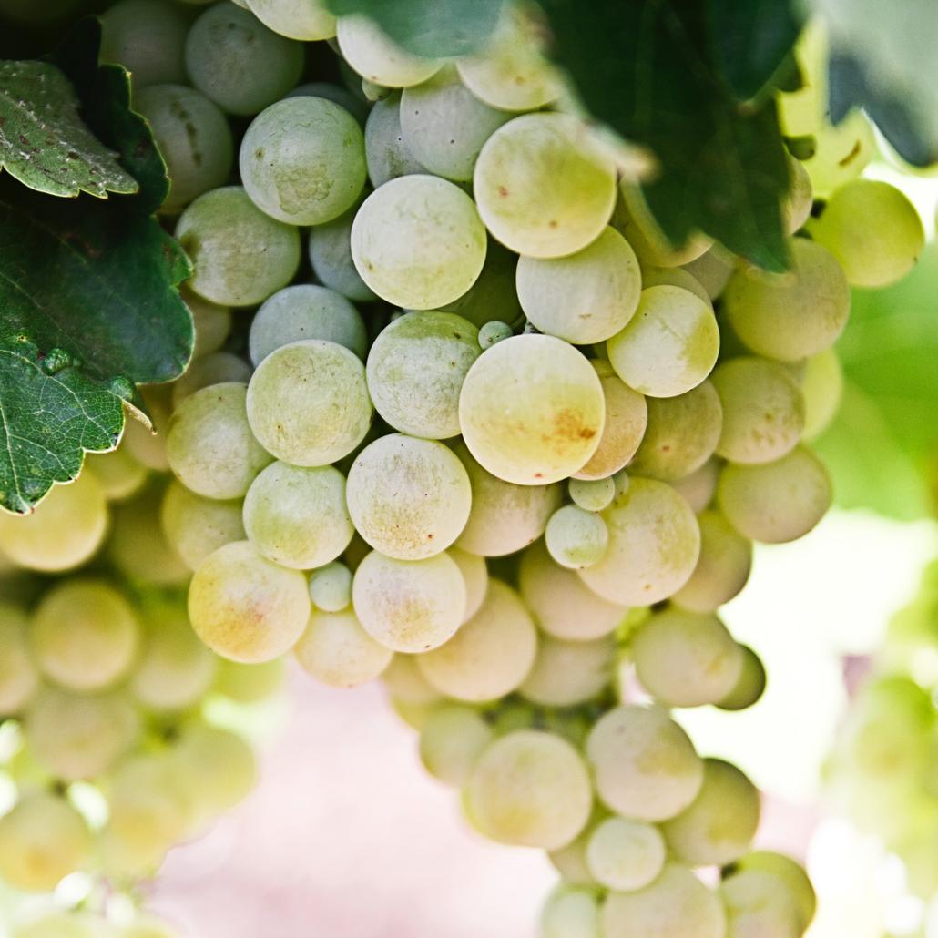 Grapes