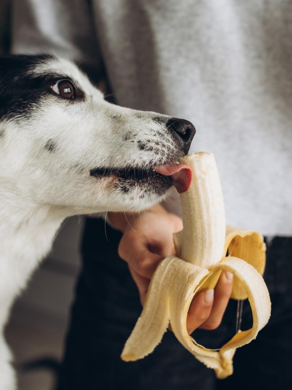 Cute big black and white dog tries a banana from the hands of its owner in the kitchen at home