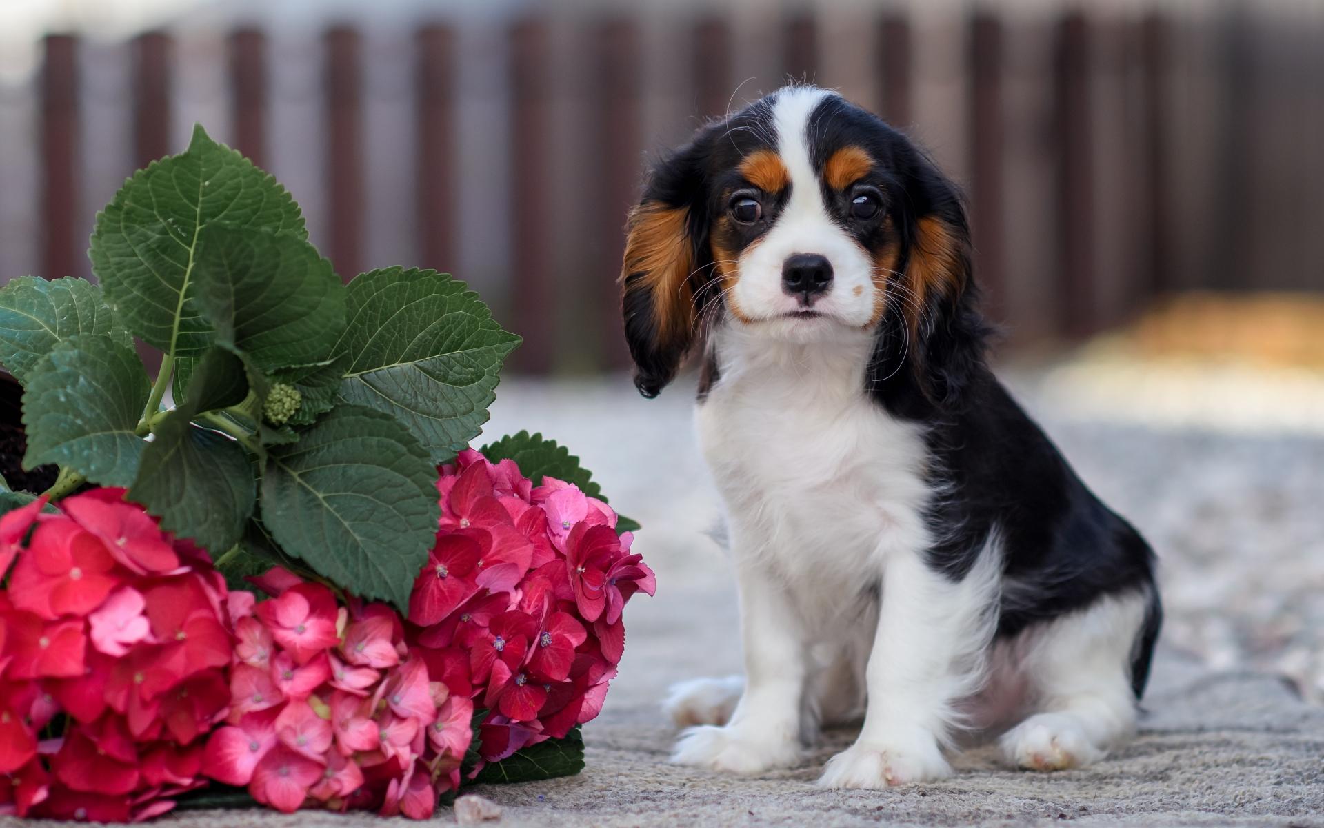 Cavalier King Charles Spaniel puppy sits with flowers in the door on the stones