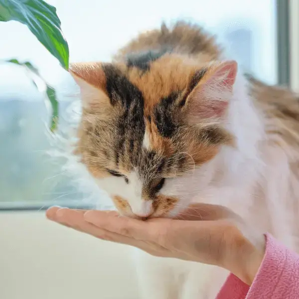 A person gently pets a relaxed cat, showcasing a moment of affection between them.
