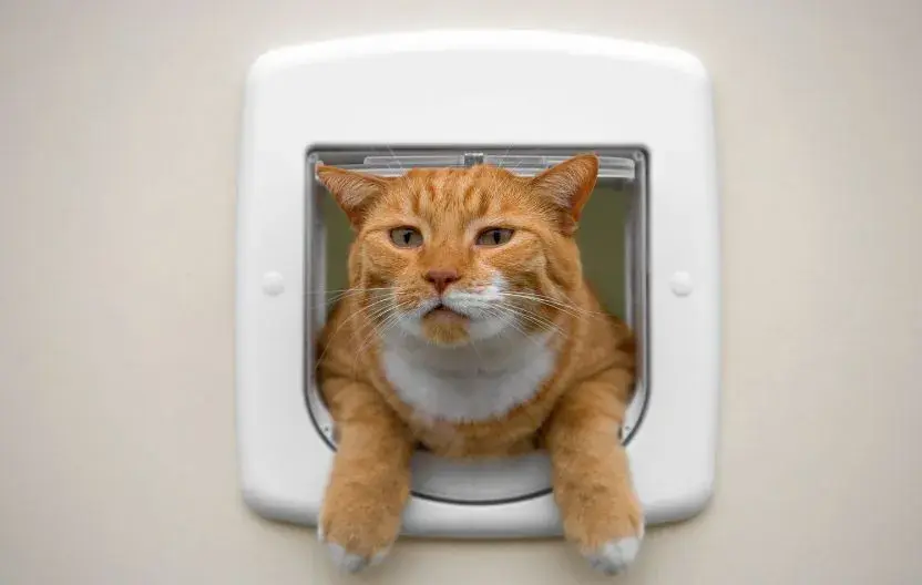 Cat squeezing through a cut-in cat door — the same size opening a small or medium dog can also fit through