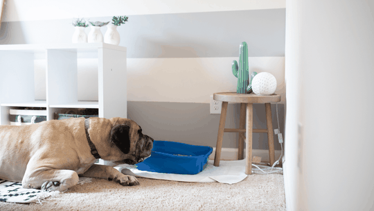 how to keep dog out of litter box - blog image