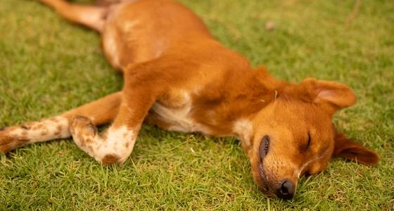 How to Teach a Dog to Play Dead – Easy Training Guide