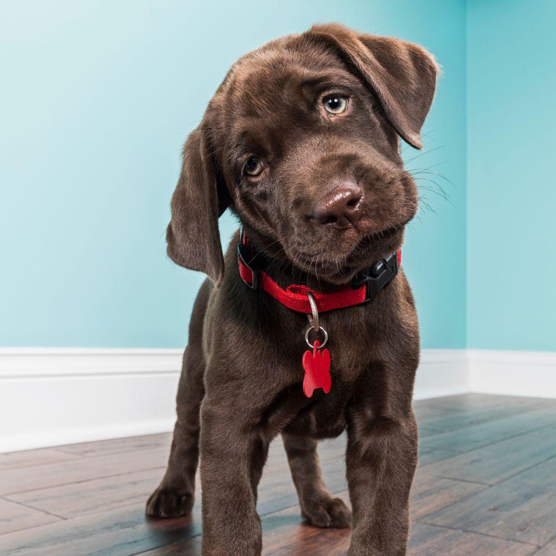 My Dog Pees Next to the Pee Pad Instead of On the Pad! What To Do