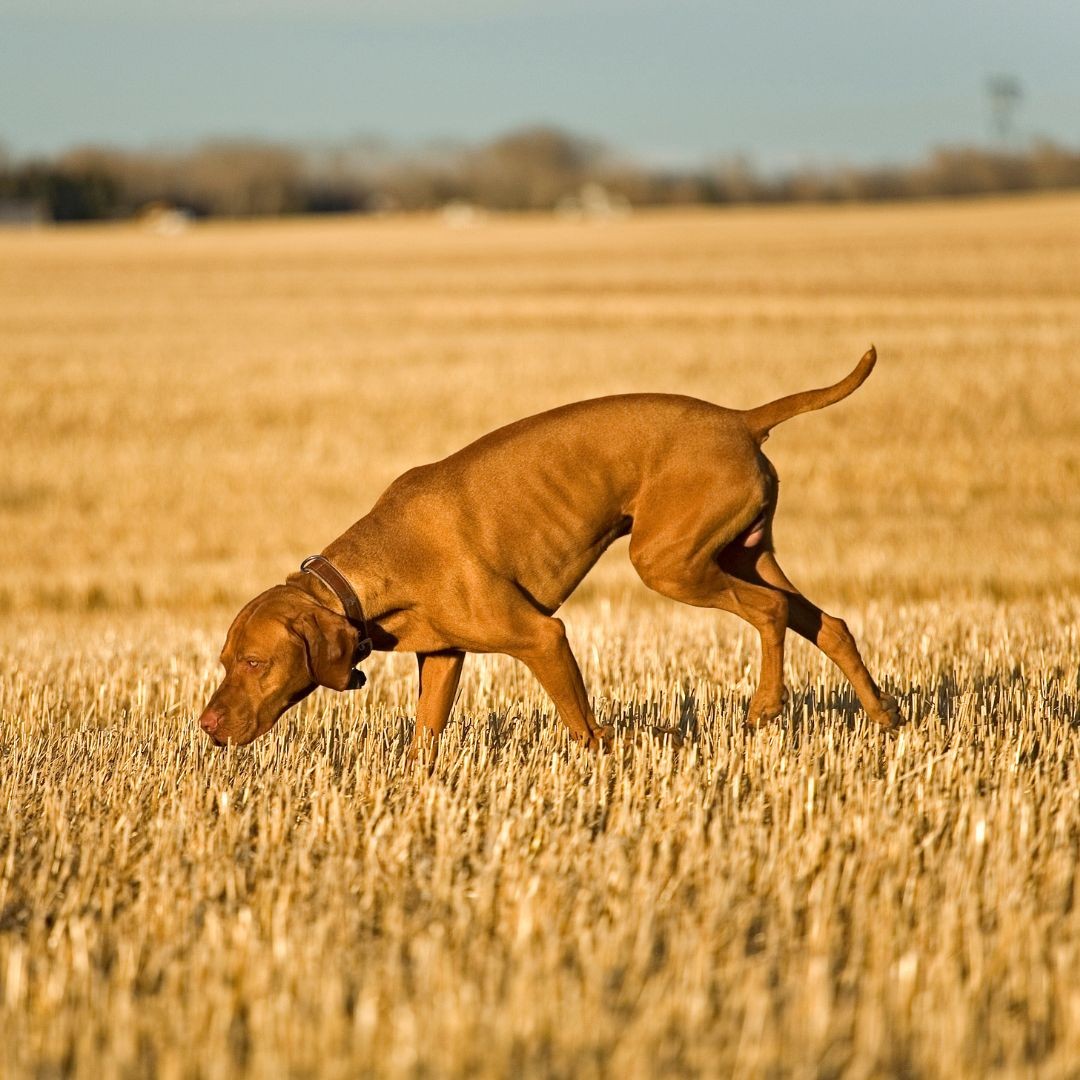 Dog walking through field