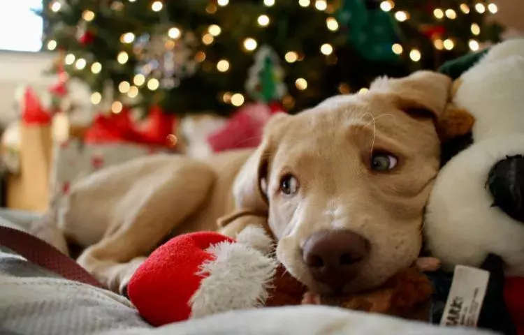 christmas gift ideas for pet owners