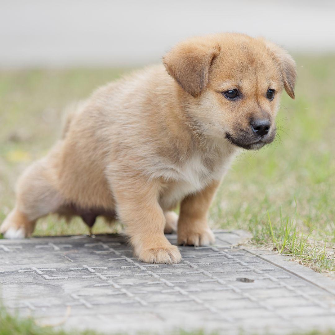 Puppy peeing outdoors