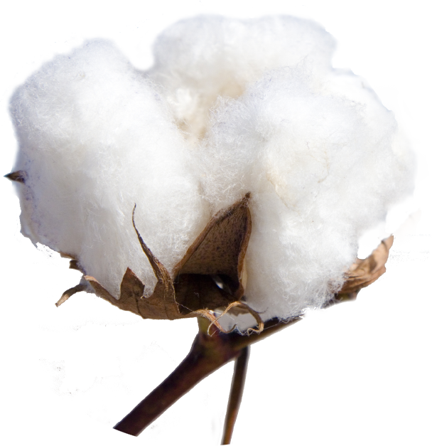 COTTON HAIR FIBRES FOR HAIR LOSS AFTER MENOPAUSE