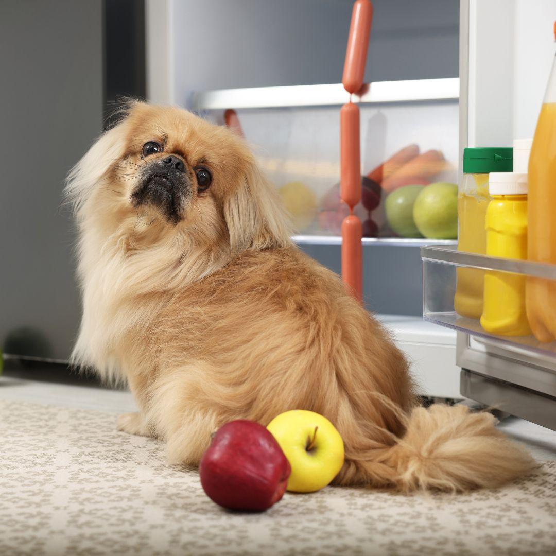 Pekingese puppy