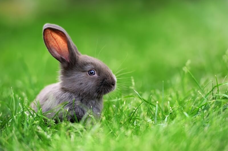 rabbit in a field focusing on the ears