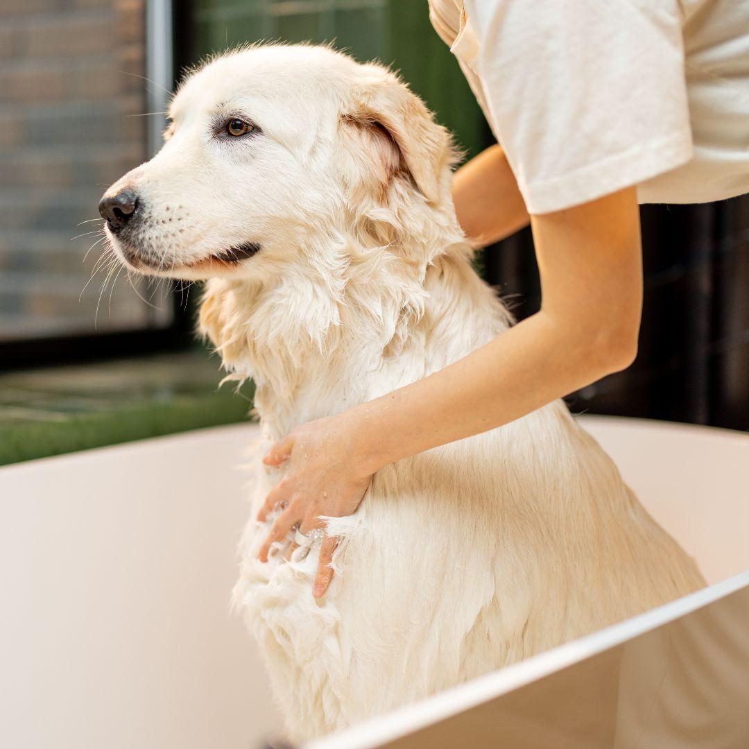 Labrador being washed