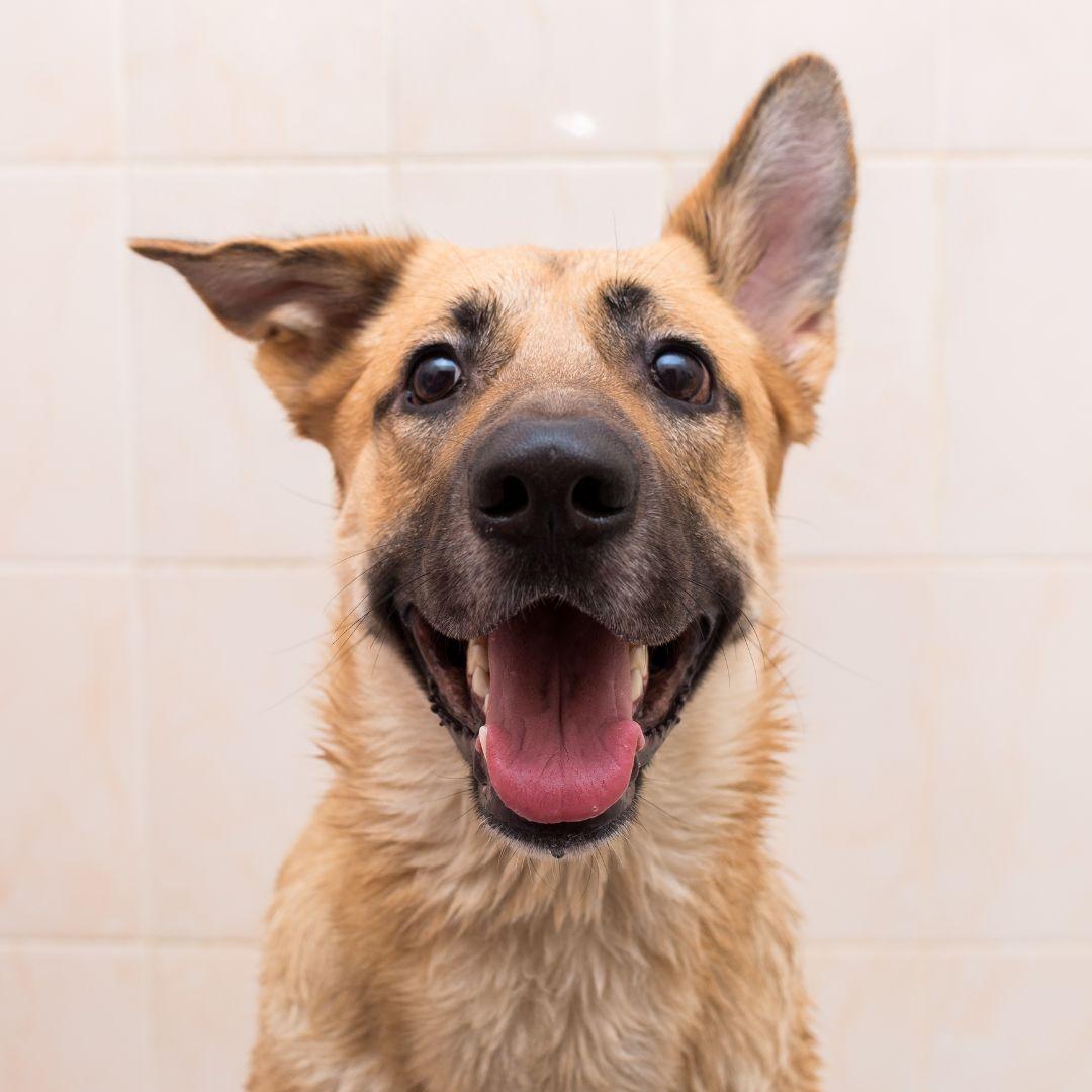 German shepherd in bathroom