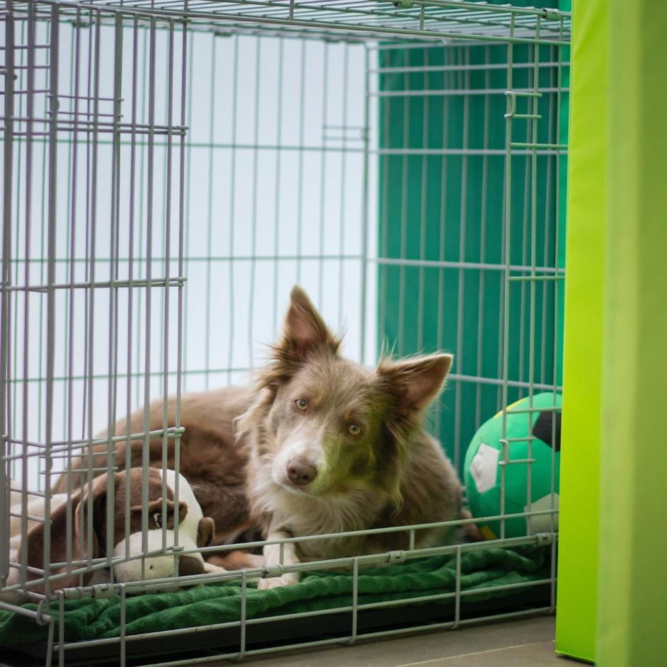 Why Use a Crate for a Dog The 7 Benefits Of A Dog Crate Potty Buddy™