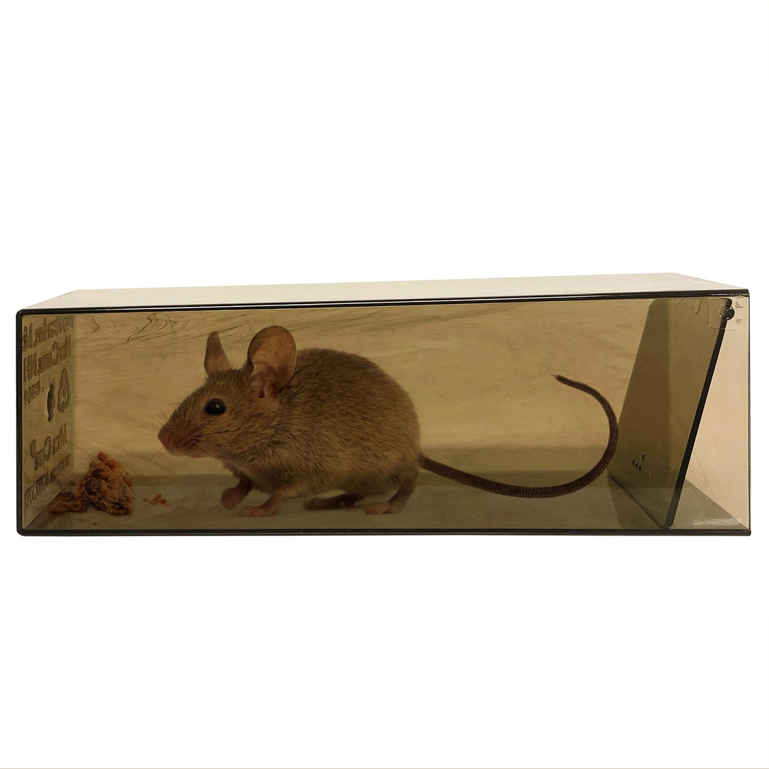 The Best No Kill Compassionate Mouse Trap!!! 