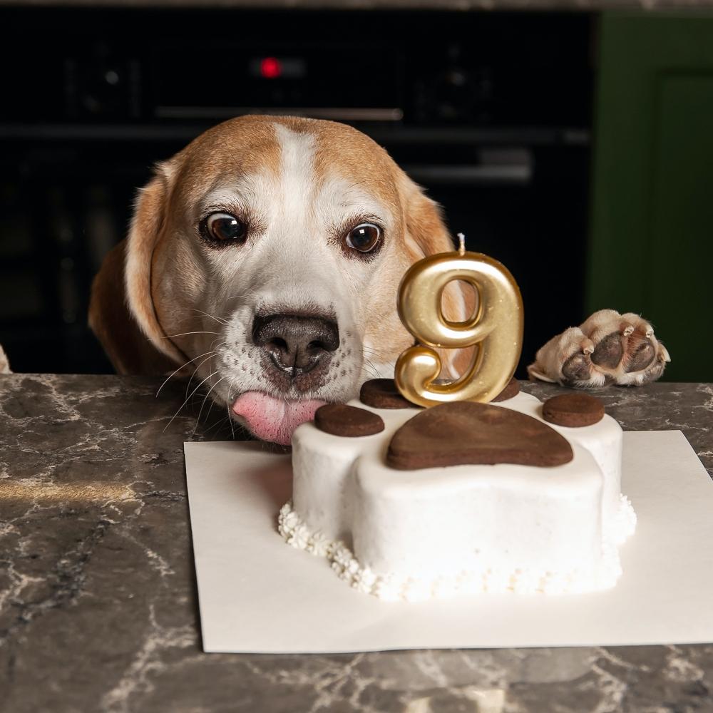 Beagle dog breed. Happy dog eating delicious cake.