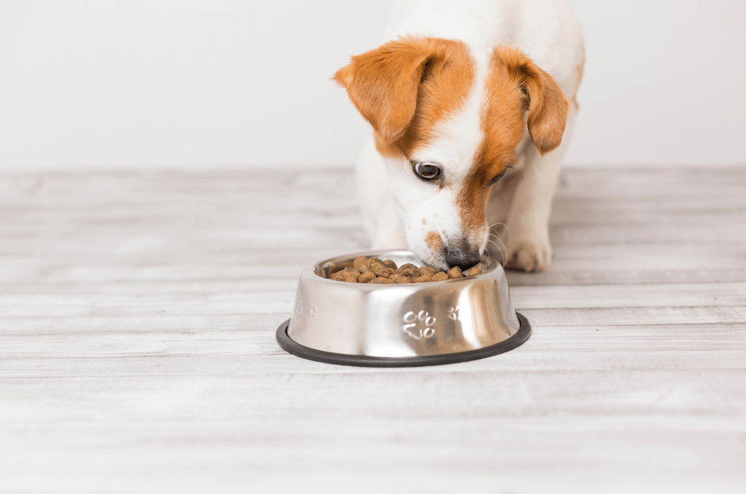 Keep Your Small Dog Out The Litter Box. Keep Your Dog Well-Nourished