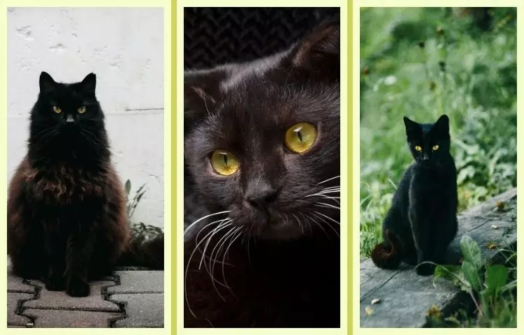 black cat appreciation