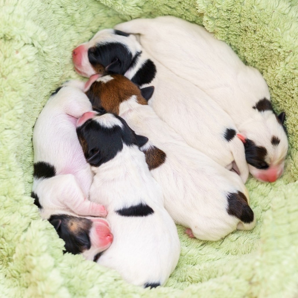 Litter of puppies in a fluffy blanket