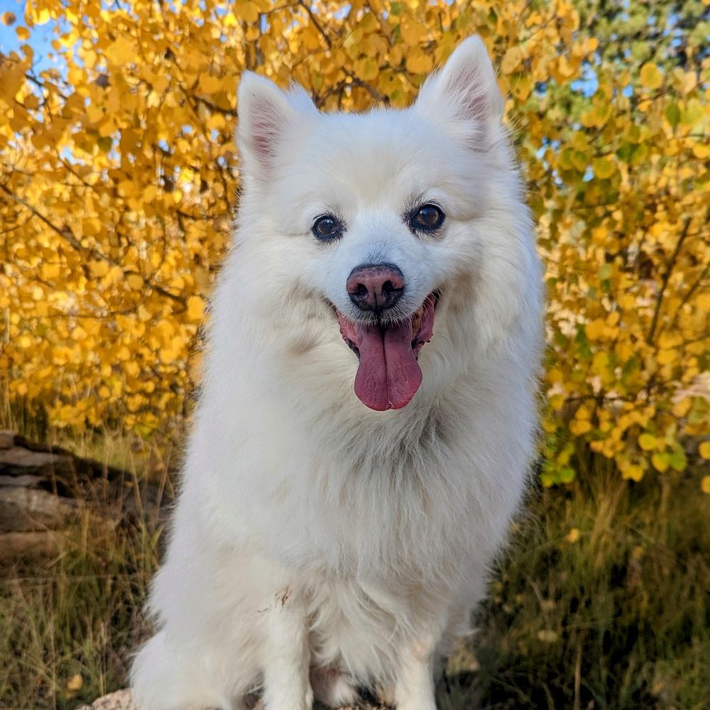 American Eskimo dog