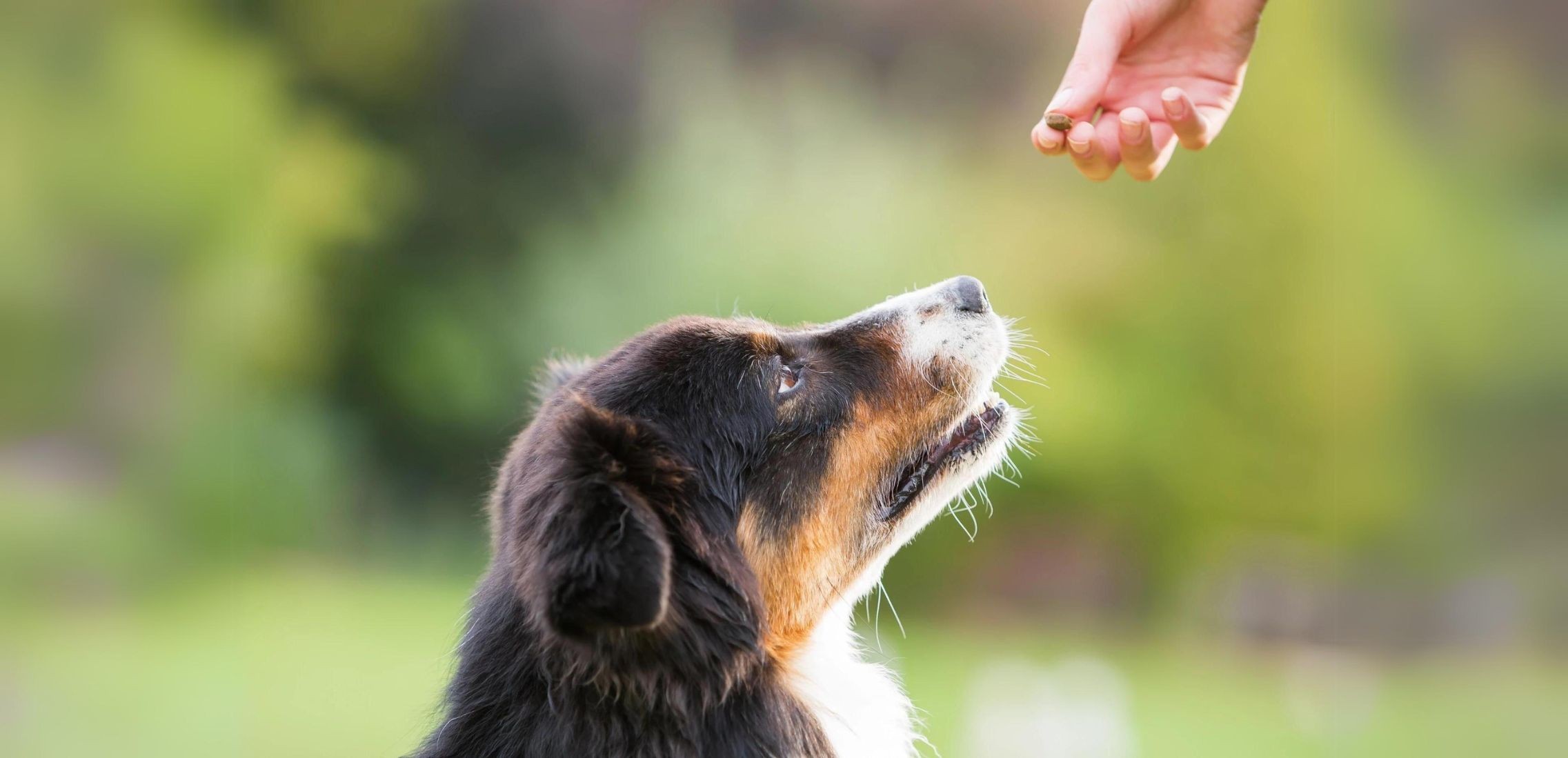 Dog reaching to receive treat