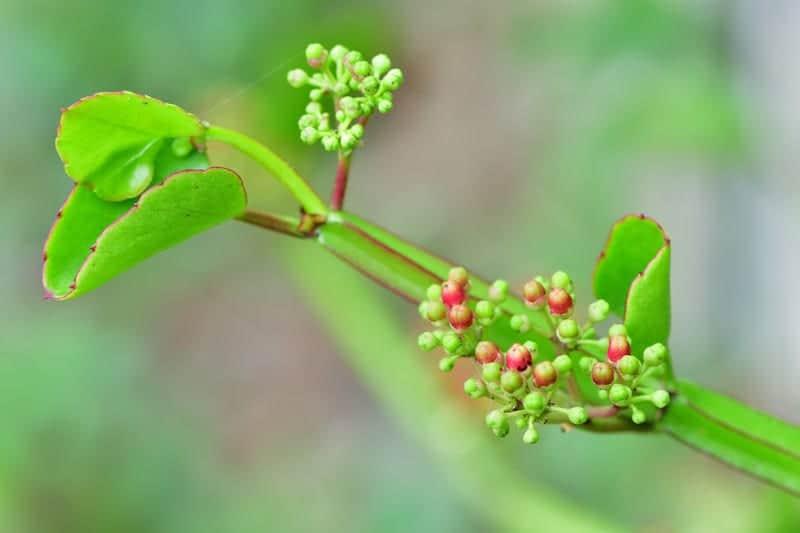 cissus extract for injury recovery