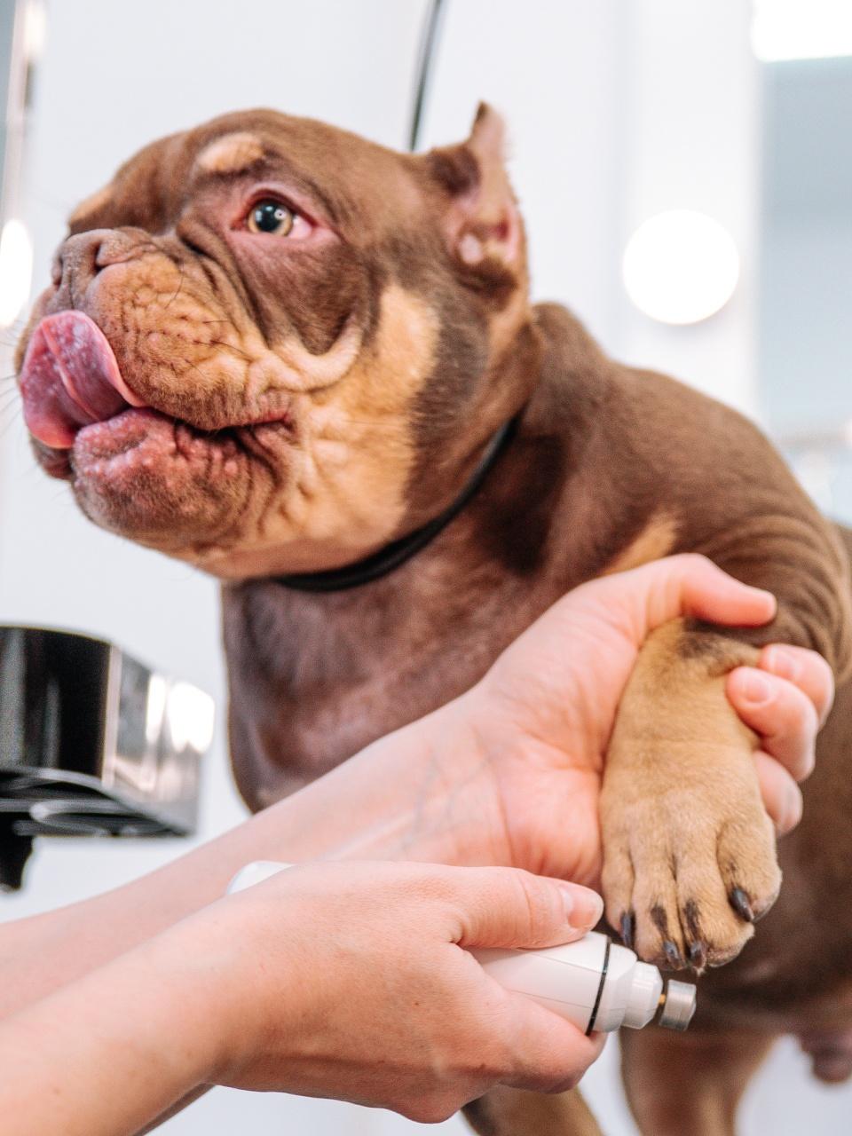 dog nail trimmer, cutting dog nails in a professional grooming salon
