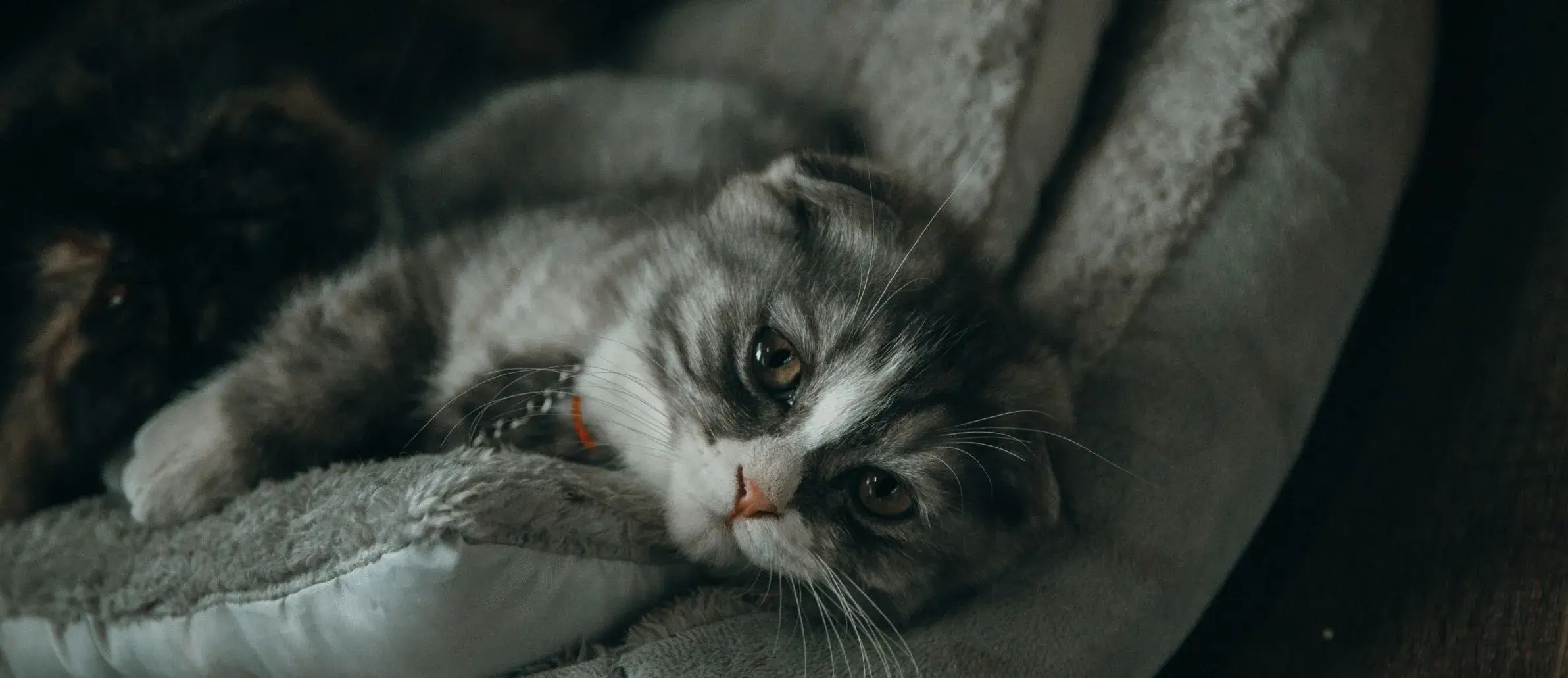 A gray and white cat lounging comfortably on a bed, with its eyes closed and paws tucked under its body.bed, showcasing a moment of interaction and joy.