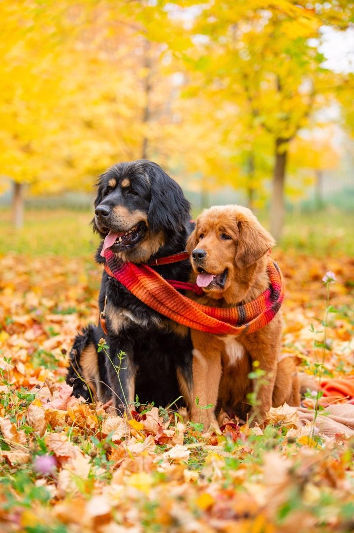 Two large dogs sit in the autumn forest and look to the side together.
