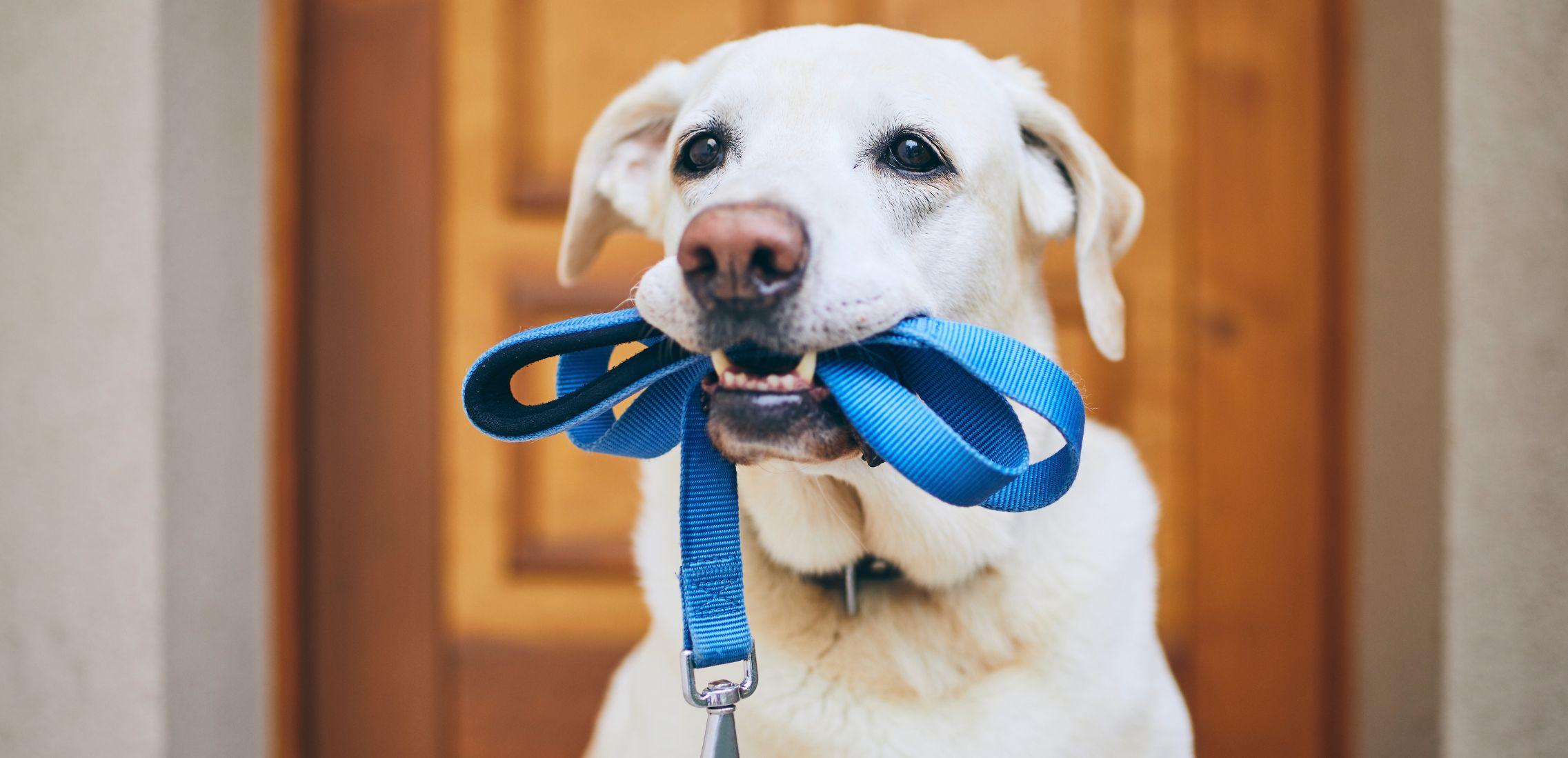 Dog Waiting for Walk