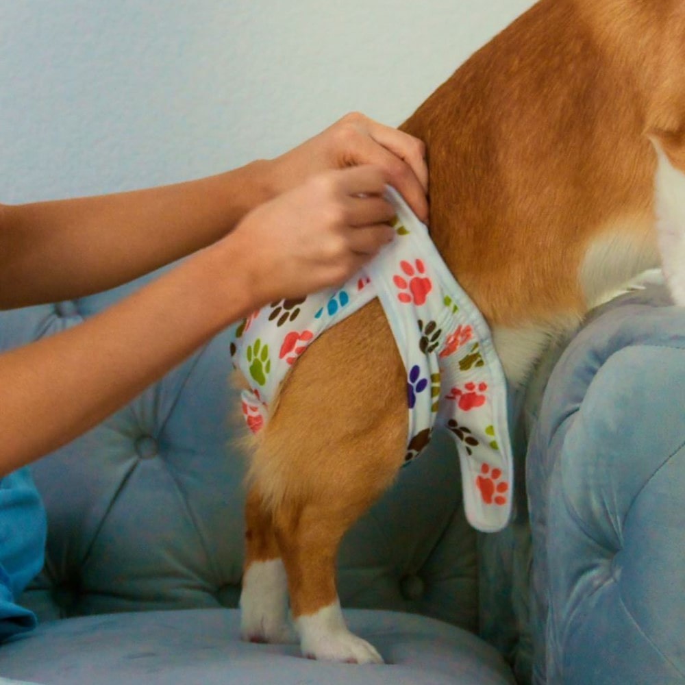 A woman putting on diapers on a corgi dog