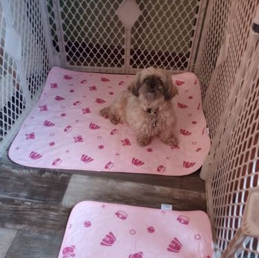 A small dog in a pen sitting on a pink potty pad