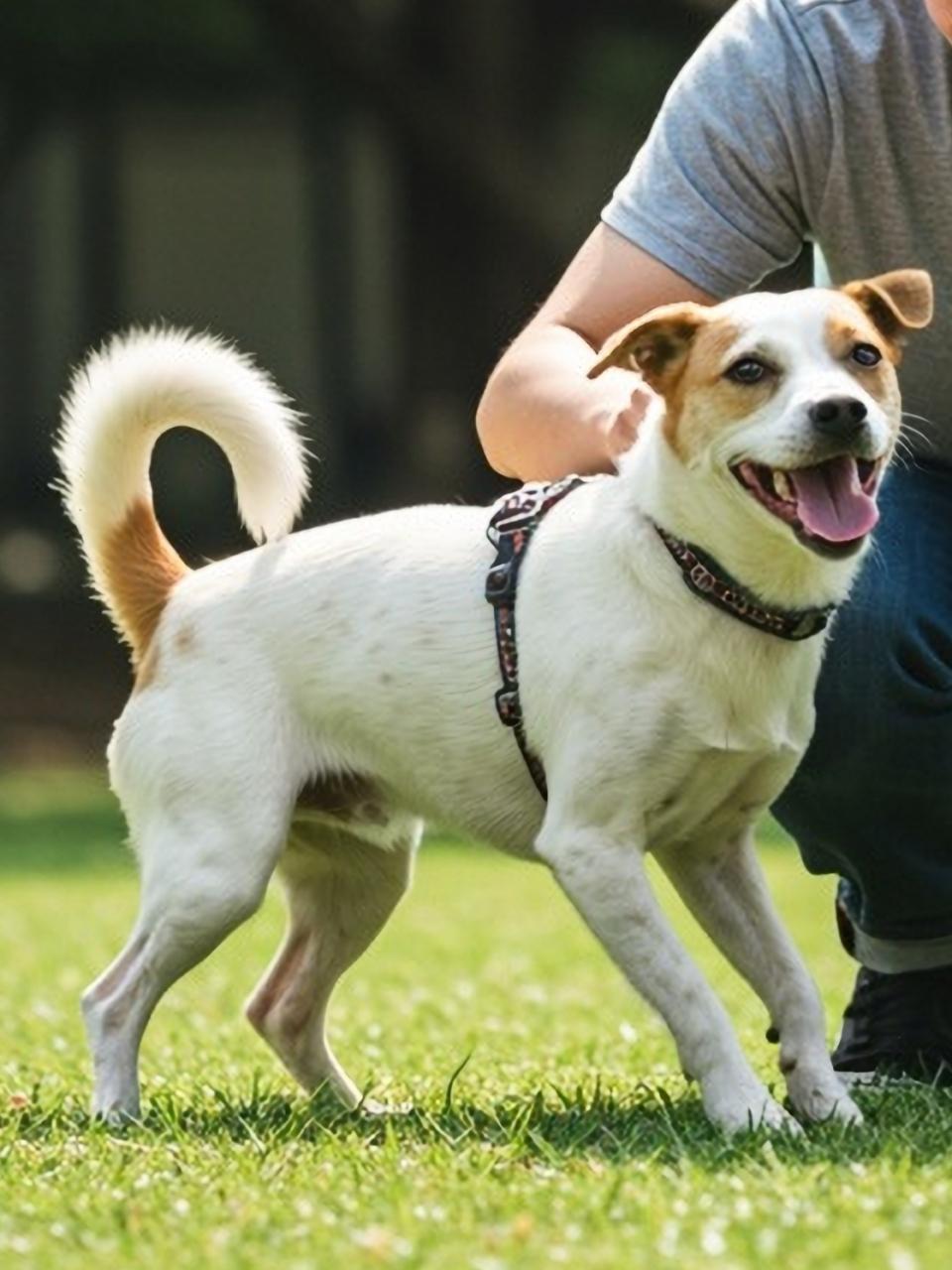 Outdoor photo of happy cute white and brown aspin short hair dog with asian male owner front view